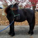 Bybeck Stan
Black colt, f. 2016
SOLD to GA in 2018 with a signed Right of First Refusal Contract. Died in the care of a third party.