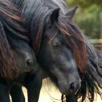 Stonecreek Scarlett
Black mare, foaled in 2006
Congrats to Robyn in OK!
SOLD in 2019