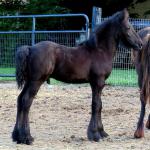 DreamHayven Damascus
Grey colt foaled 2018
Congrats to Jaimie in CA!
SOLD in 2018