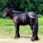 DreamHayven Endora
Black mare, foaled 2014
Congrats to Jennifer in AL!
SOLD in 2018