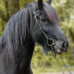 Majestic (USA) Roscoe
Black gelding, f. 2004
Congrats to Julie in TN!
Back via our consignment program & SOLD in 2019