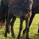 DreamHayven Asti
Black filly, foaled 2019
Congrats to Melanie in NE!
SOLD in 2019