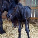 DreamHayven Ambrosia
Black filly, foaled 2019
Congrats to Michelle in IA!
SOLD in 2019