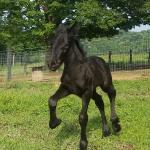 Cumberland Armistice
Black filly, foaled 2019
Congrats to Rhonda & Hamilton in TN!
SOLD in 2020