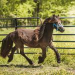 DreamHayven Aristocrat
Black gelding, foaled 2019
Congrats to Tara in KY!
SOLD in 2021