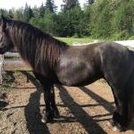 Moonlit Night Shenanigans
Black mare, foaled 2018
SOLD in 2021 by referral for Elise Miller, Moonlit Fells, WA