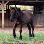 DreamHayven Dalwhinnie, black filly f. 2021. Congrats to Scott & Debbie in TN! SOLD in 2021