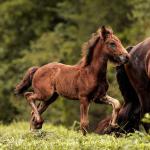 DreamHayven Odin, brown colt, f. 2020. Congrats to Candyce in PA! SOLD in 2022.