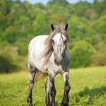 Cumberland Admiral, grey gelding f. 2019. Congrats to Marissa in VA! SOLD in 2022.