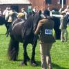 Stoli's dam at Great Yorkshire Show, UK.