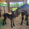 Stoli at just two weeks old, the day she met her nurse mare foster mum.