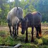 Stoli alongside our grey mare Lammerside Ayla, summer of 2023