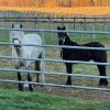 Tiffany and her filly their first morning at CEM quarantine in the United States