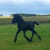 Tiffany as a foal at Bybeck, the summer I visited in 2017.